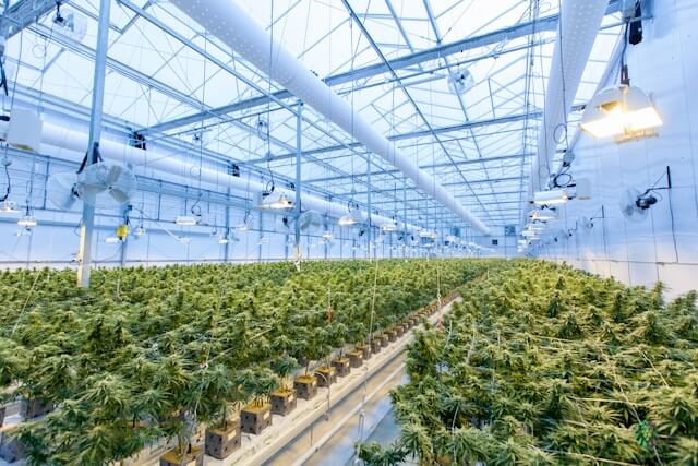 The eco-friendly benefits of greenhouses