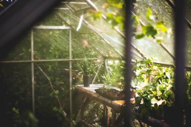A beginner’s guide to greenhouse farming